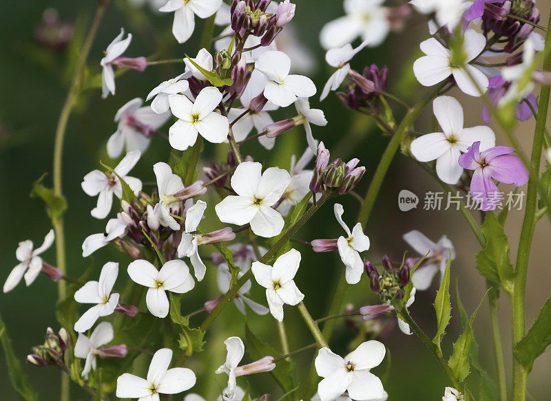 圣母的紫罗兰(Hesperis matronalis)